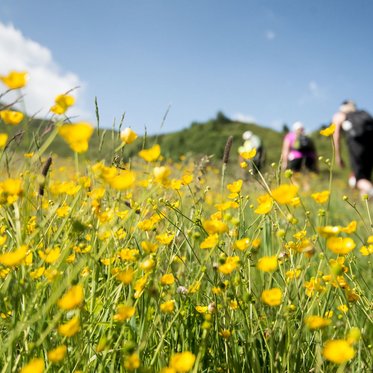 Gruppe von Wanderern an einem geführten Wanderweg mit bunter Blumenpracht neben dem Weg