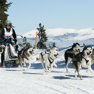 Hundeschlittenfahrt in Sportgastein
