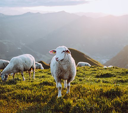 Schaf auf der Alm am Gamskarkogel mit Blick über das Gasteinertal