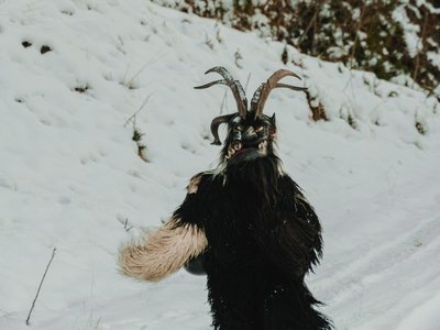 Krampus