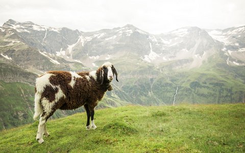Schaf Sportgastein