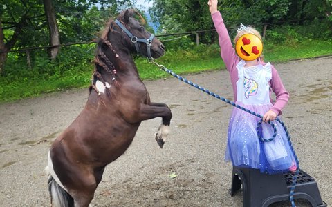 Pony