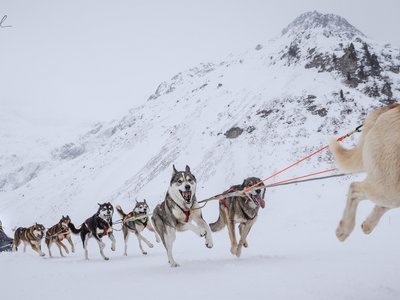 Schlittenhunde Sportgastein