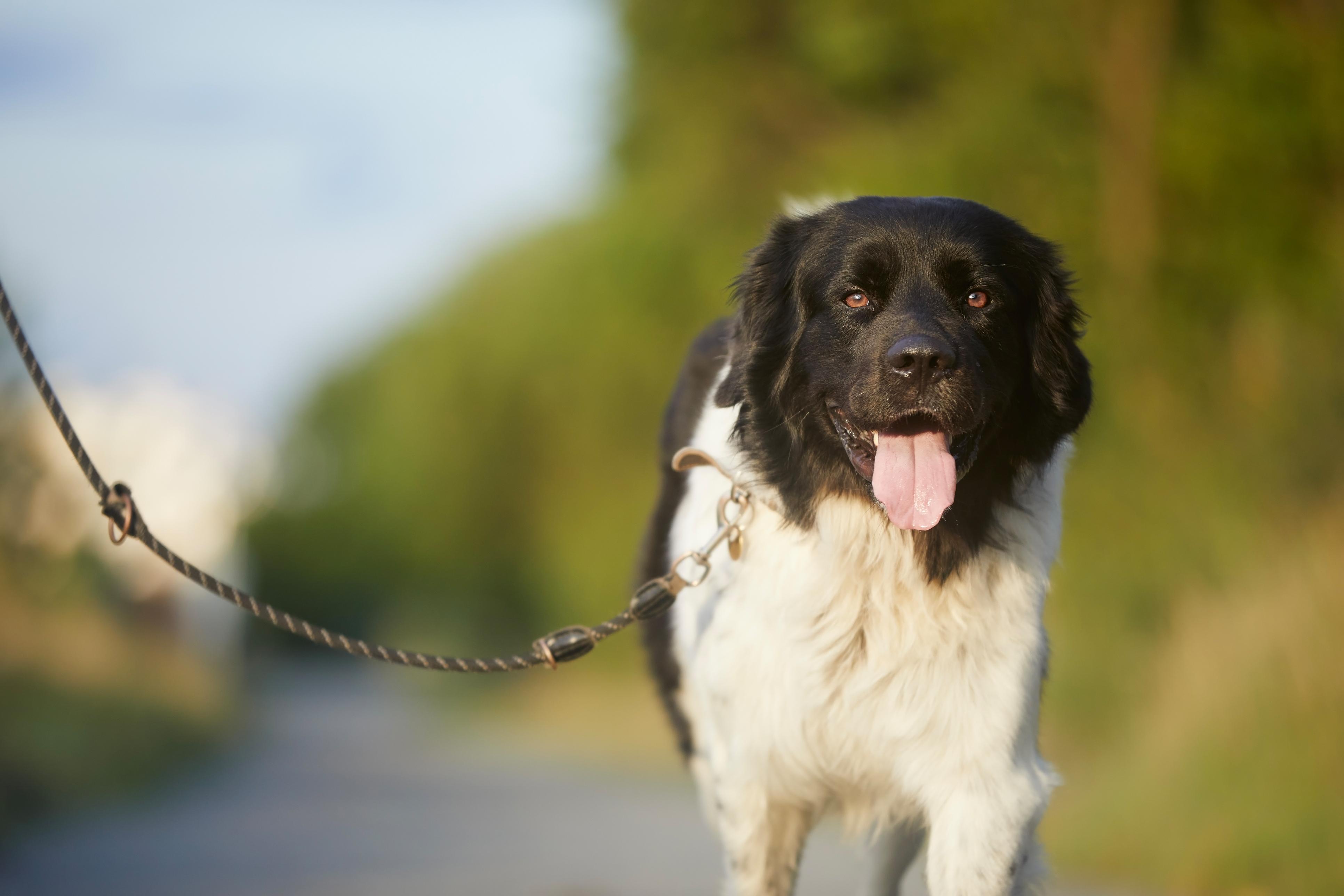 Social-Walk-Sommer.jpg
